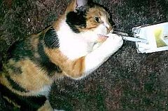 Gatti (53)